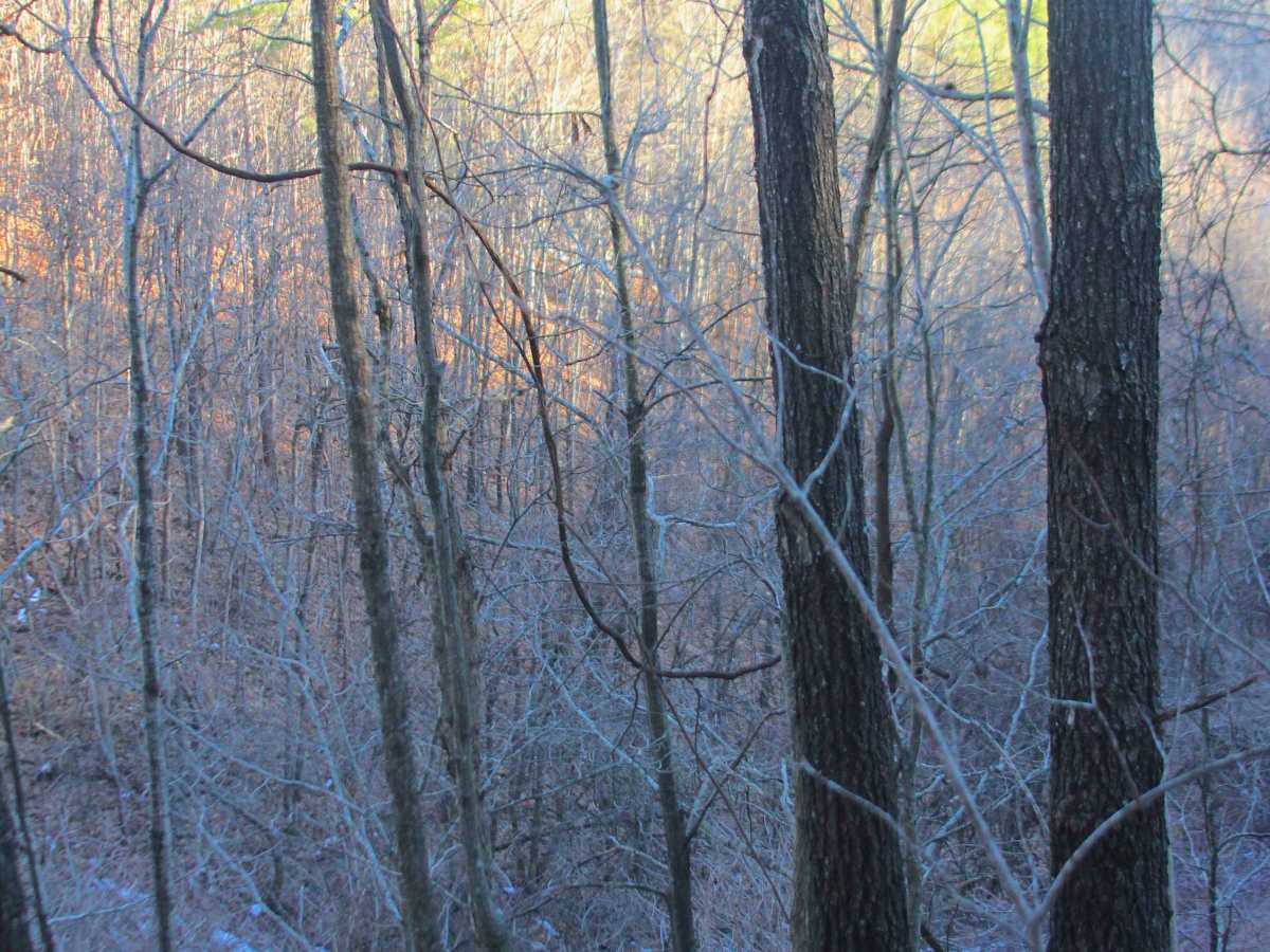 Cooks Branch - FS 2646 trail photo