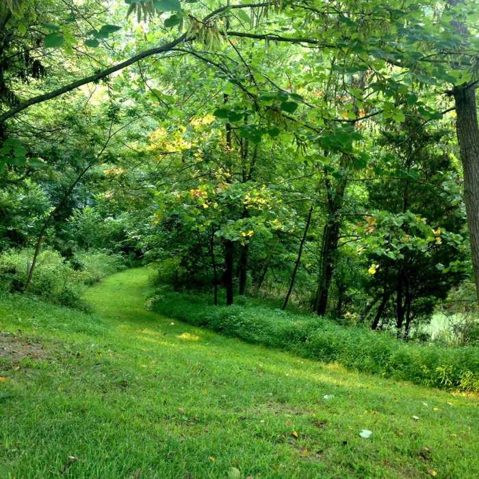 Looking down into the trail through the wetlands at Hildacy Farm Preserve. Taken during August, when everything is at it's greenest. Near Red Loop