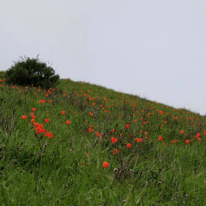 Near Springhill to Lafayette Ridge to Briones Crest to Sunrise to Buckeye