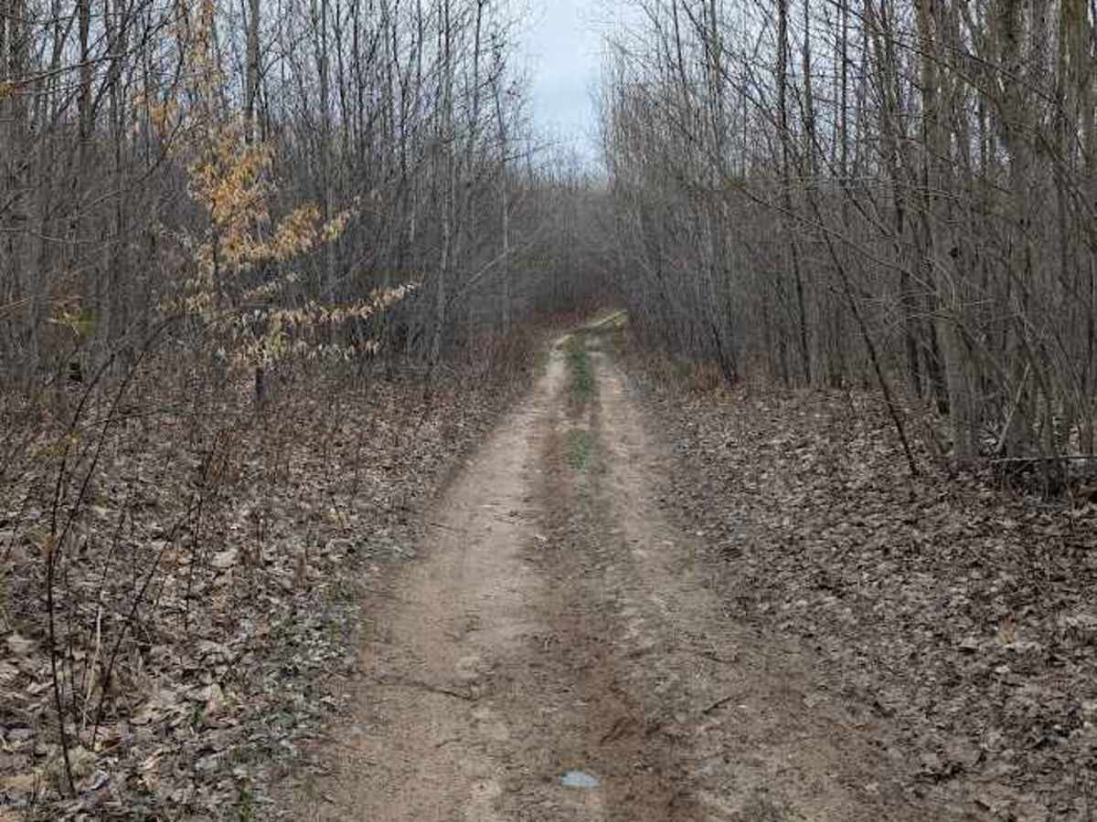 Birch Tree Trail photo 4