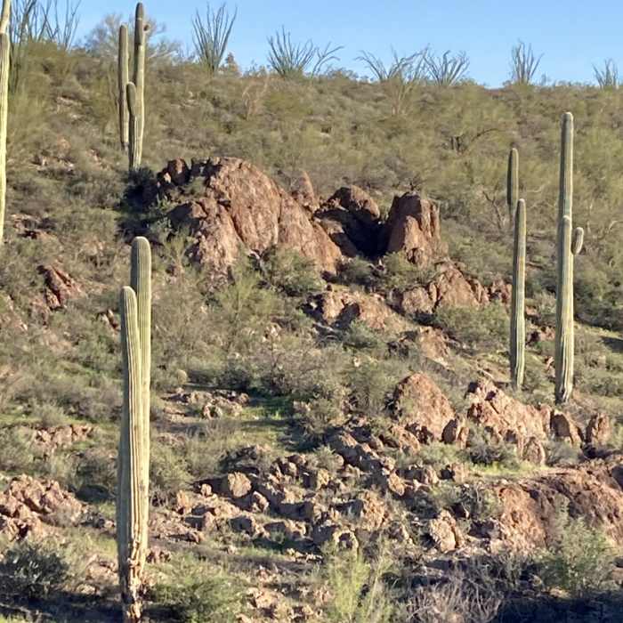 Near Wildflower Ridge Loop