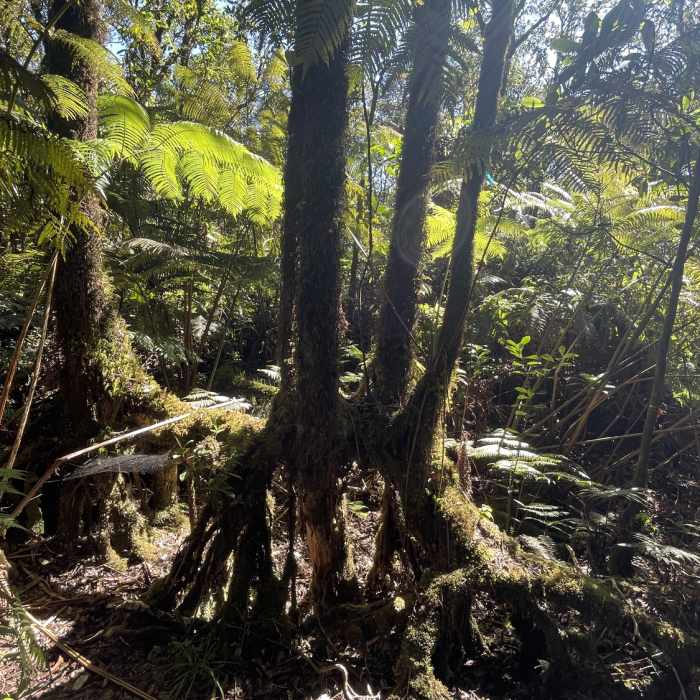 Near Kahauale'a Trail
