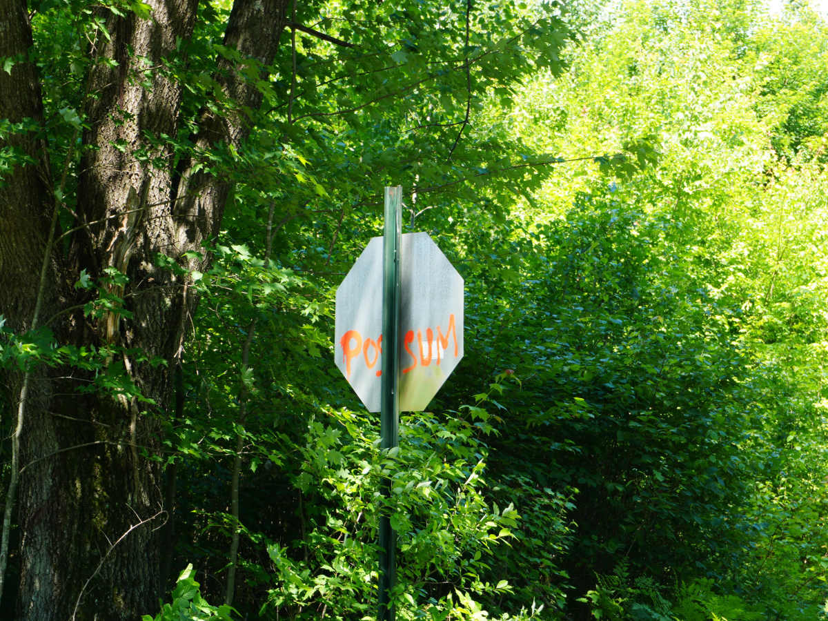 Possum Trail photo 4