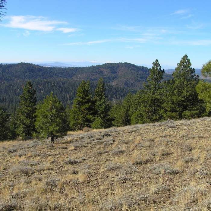 Near Round Mountain Trail (#805)