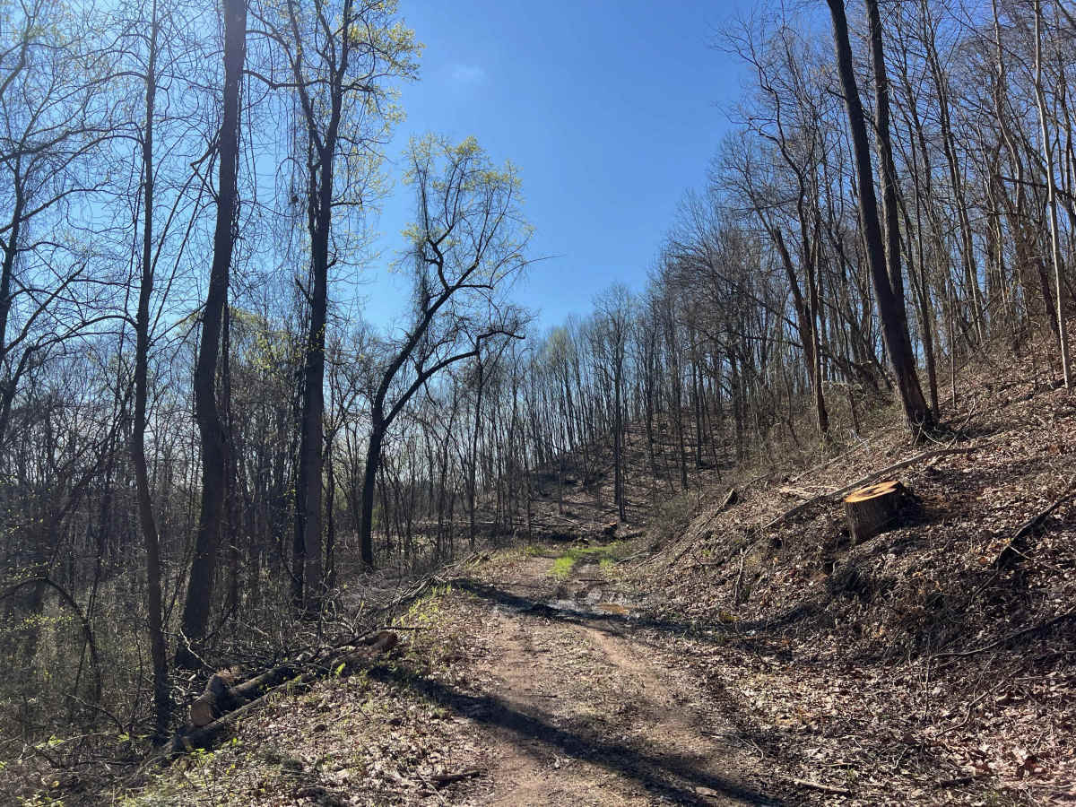 Q41 trail photo