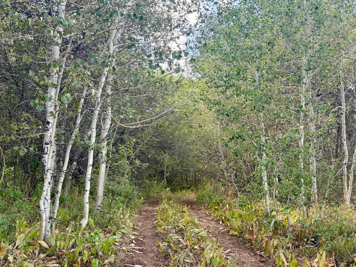 Deadman Springs - FS 56219 photo 6