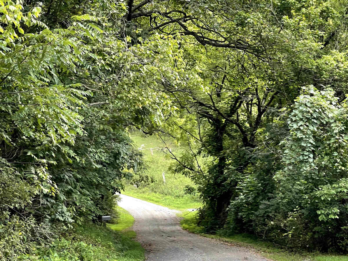 Allen Branch Road photo 3
