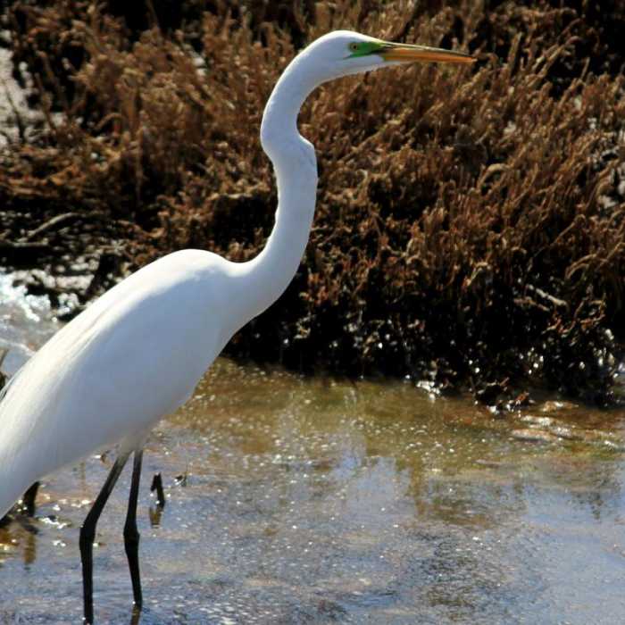Near Napa River Bay Trail + Glass Beach
