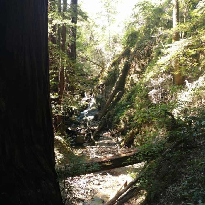 Near Waterfall Trail