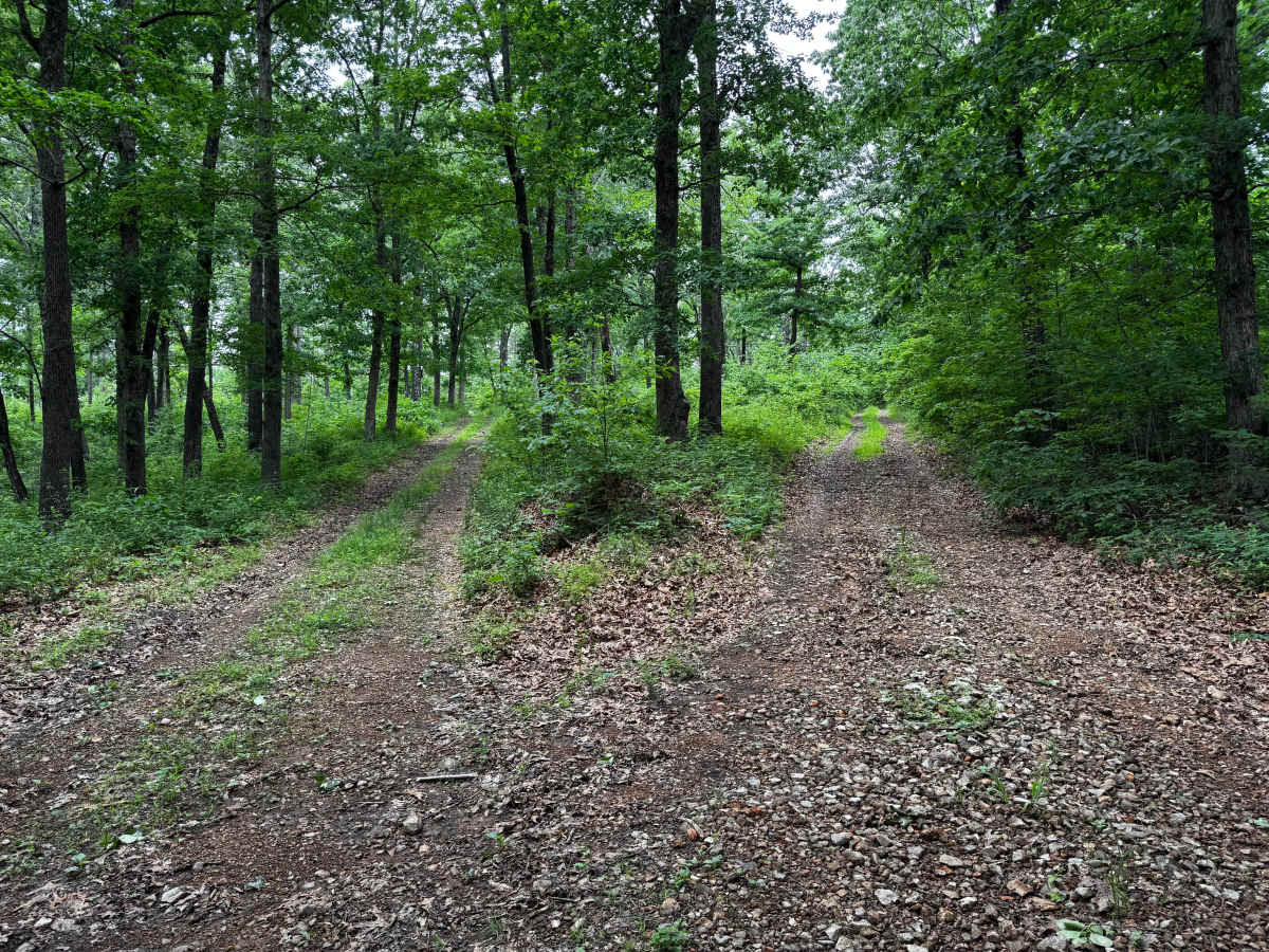 Rosemary Knob photo 4