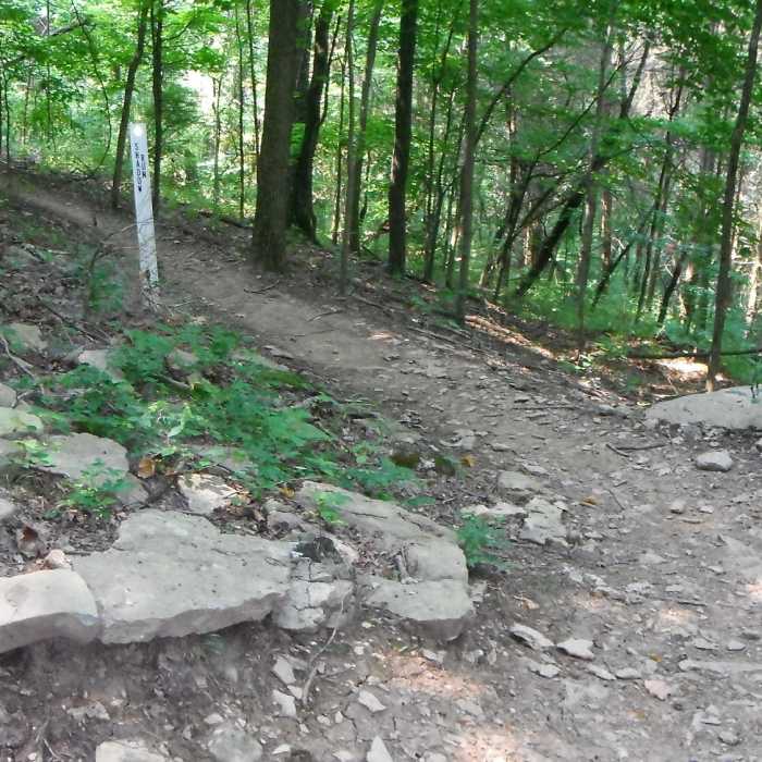 Near Turtle Loop