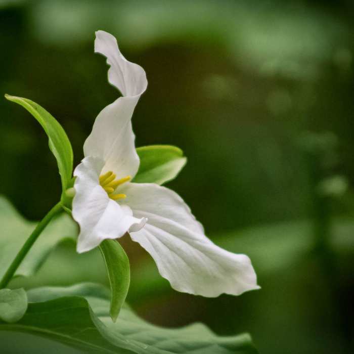 Near Schoolhouse Gap Trail to White Oak Sinks Near Schoolhouse Gap Trail to White Oak Sinks