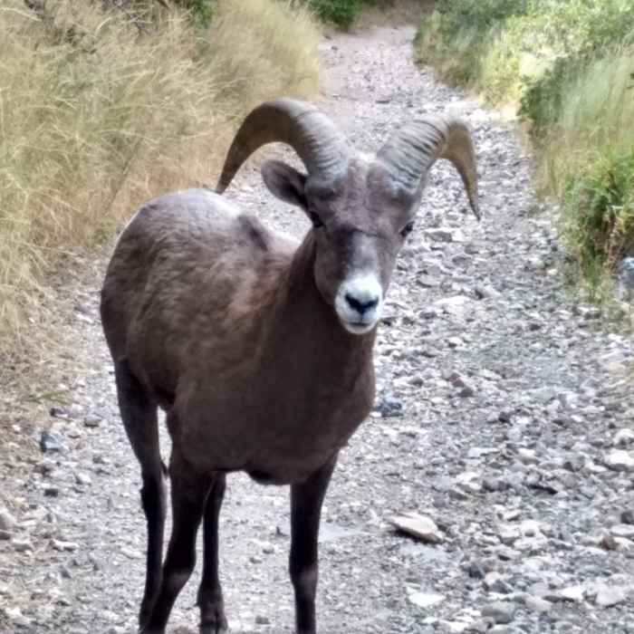 Near Slate Canyon/Rock Canyon Loop