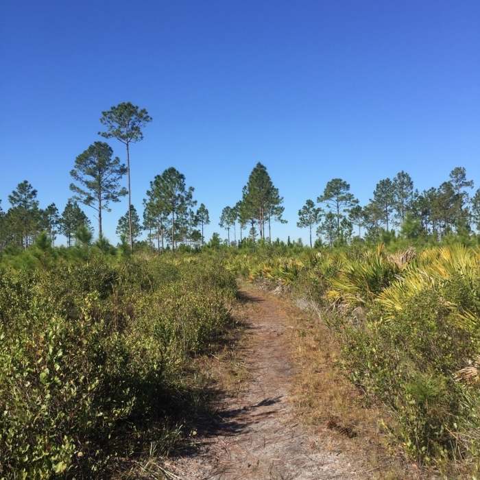 Open views along the trail Near Seminole State Forest Southern Loop