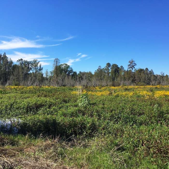Swamp, marshes, wildflowers along the trail Near Circle B Bar Reserve Loop