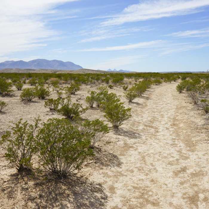 Near Dog Canyon Near Dog Canyon