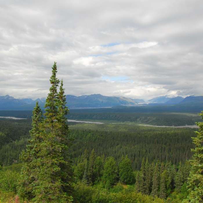 Near Northern K'esugi Ridge via Little Coal Creek Trailhead Near Northern K'esugi Ridge via Little Coal Creek Trailhead