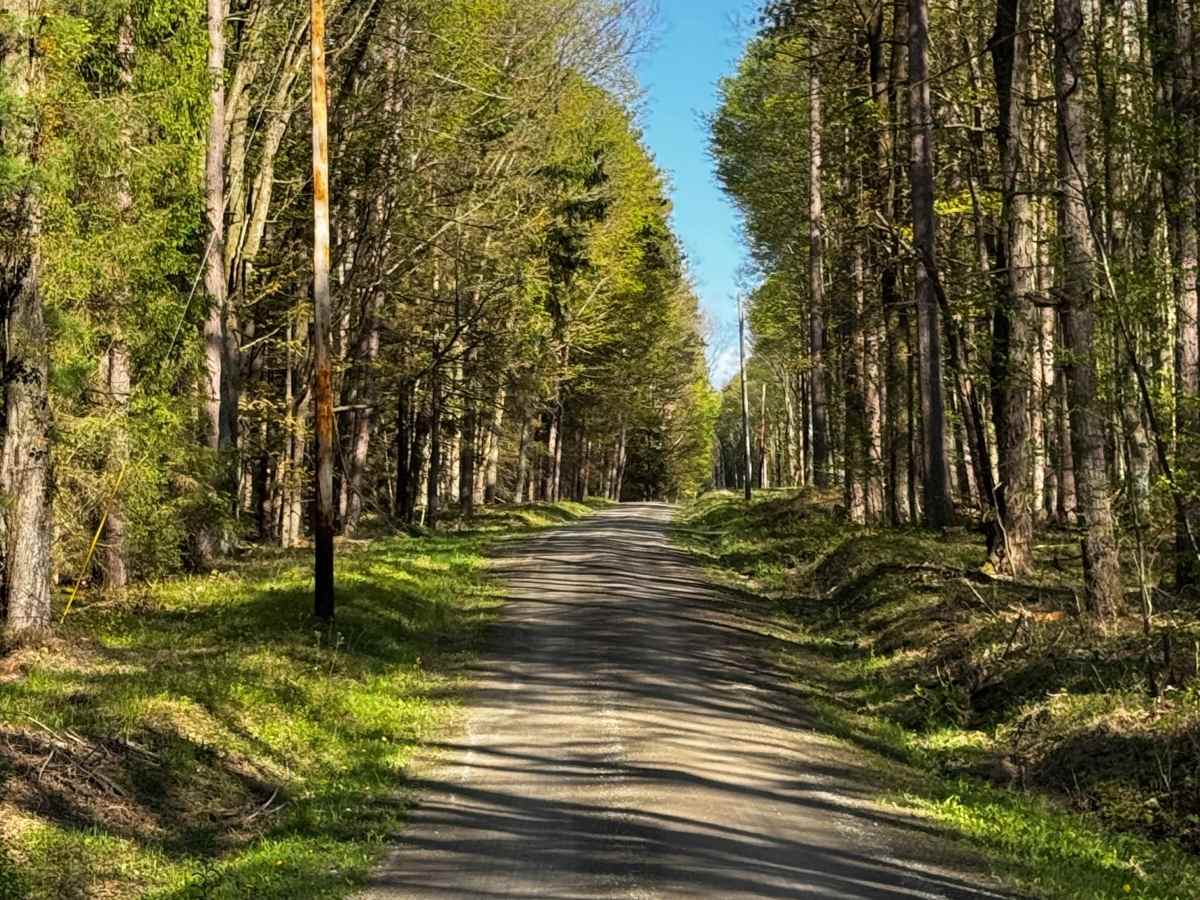 Firebreak Road photo 6