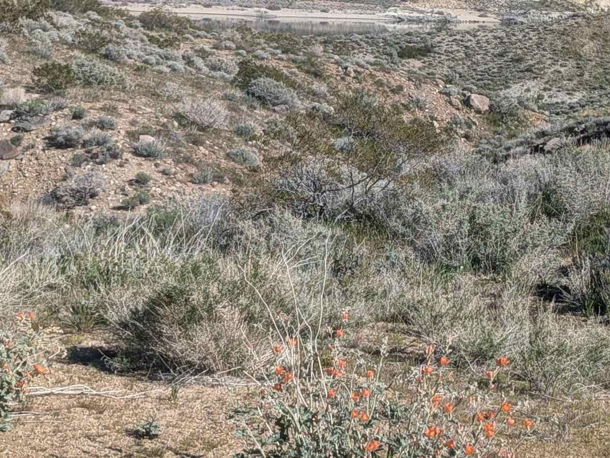 BLM SE781 photo 4