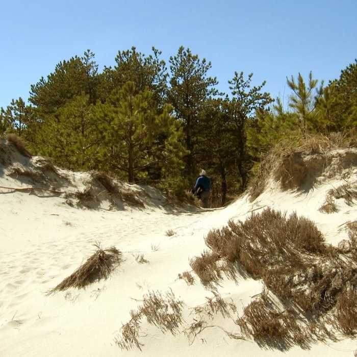 Near Crane Beach Loop Near Crane Beach Loop