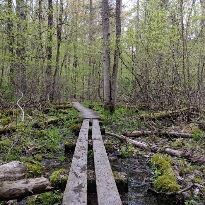 Wooden bridge over swampy bit of trail. Near Abbot Loop