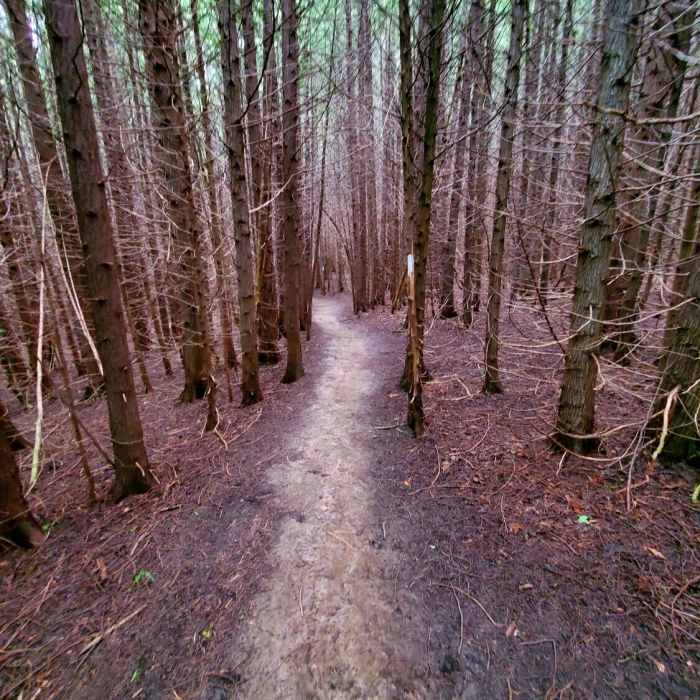 Enchanted forest. Near Pretty River Loop