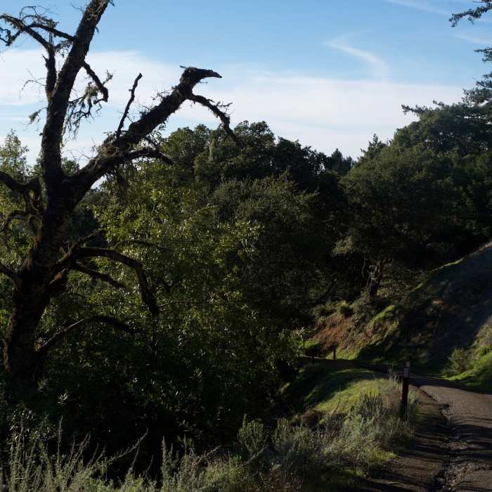 Near Mindego Hill Trail