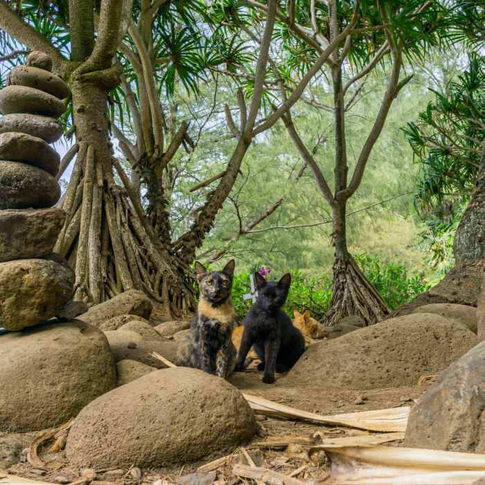 Near Hanakapi'ai Falls