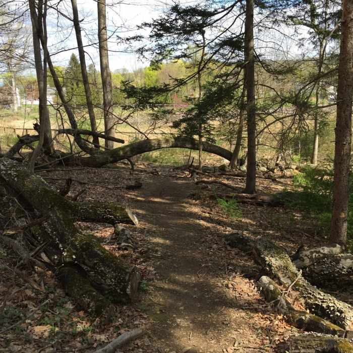 Near White - Long Path - Red - Blue Trail Loop