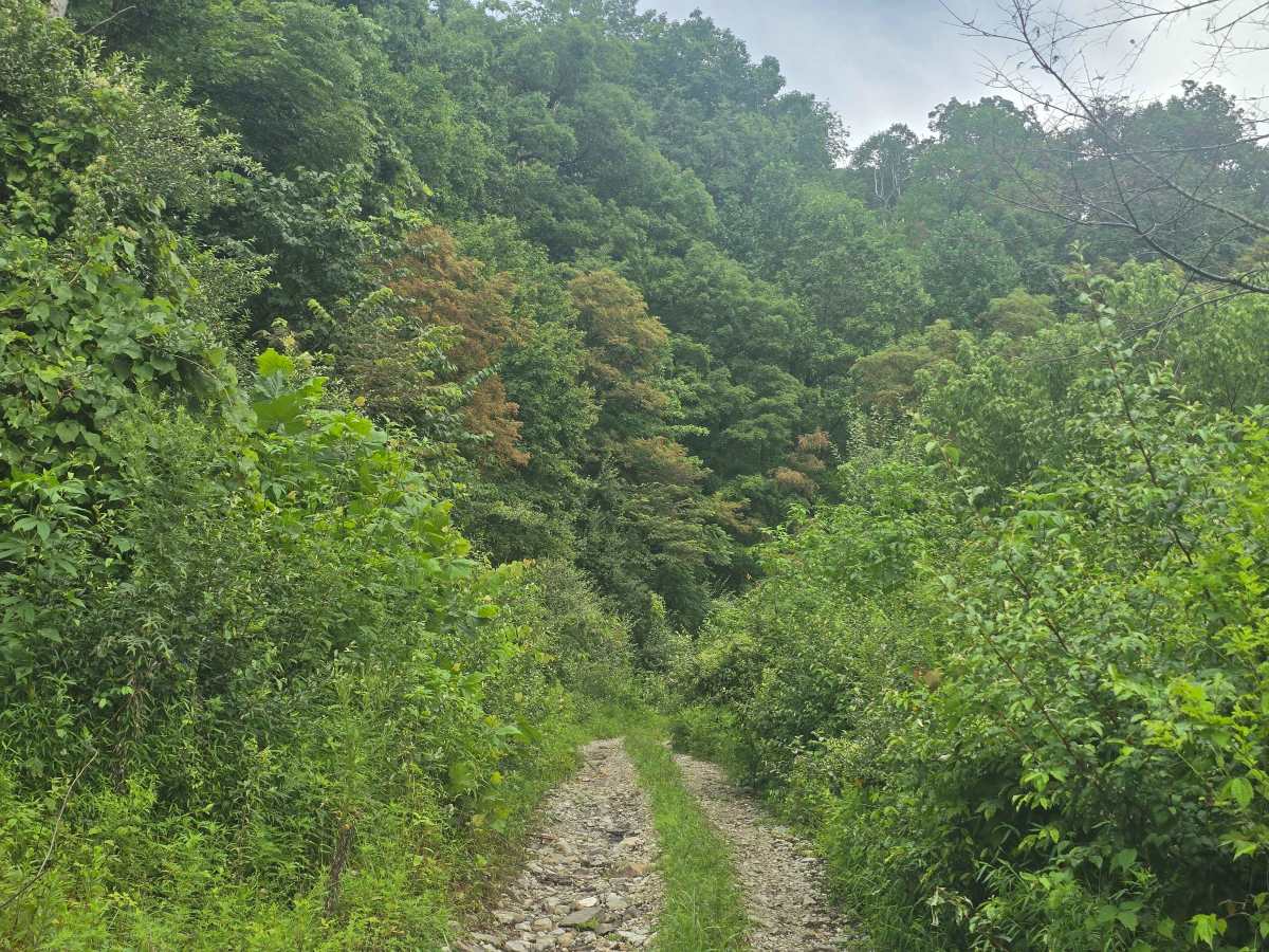 Massingale Mountain Road photo 3