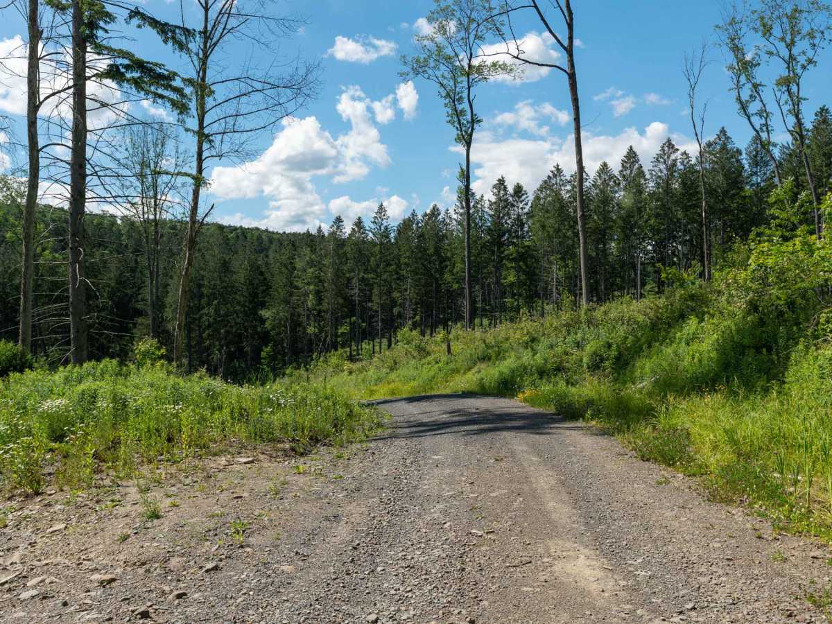 Chickadee Howl Road photo 3