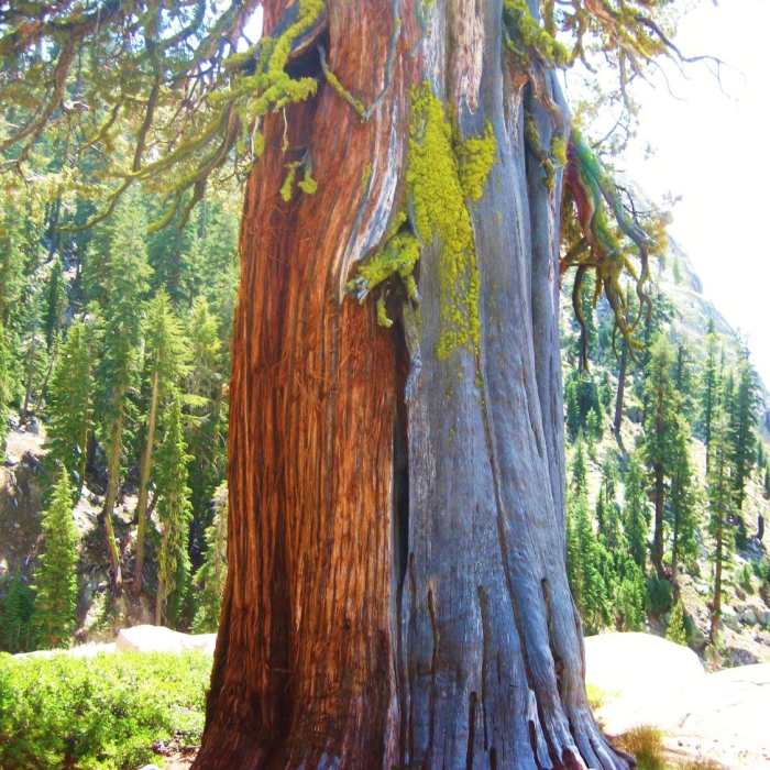 Near Bell Meadow Trail