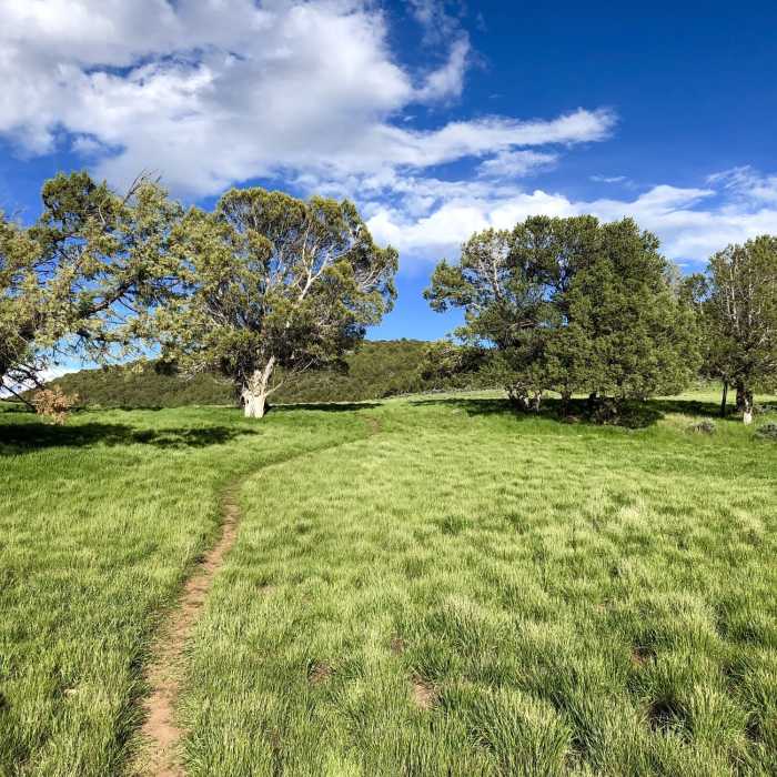 Green meadow Near Sutey Ranch North Loop Access Trail
