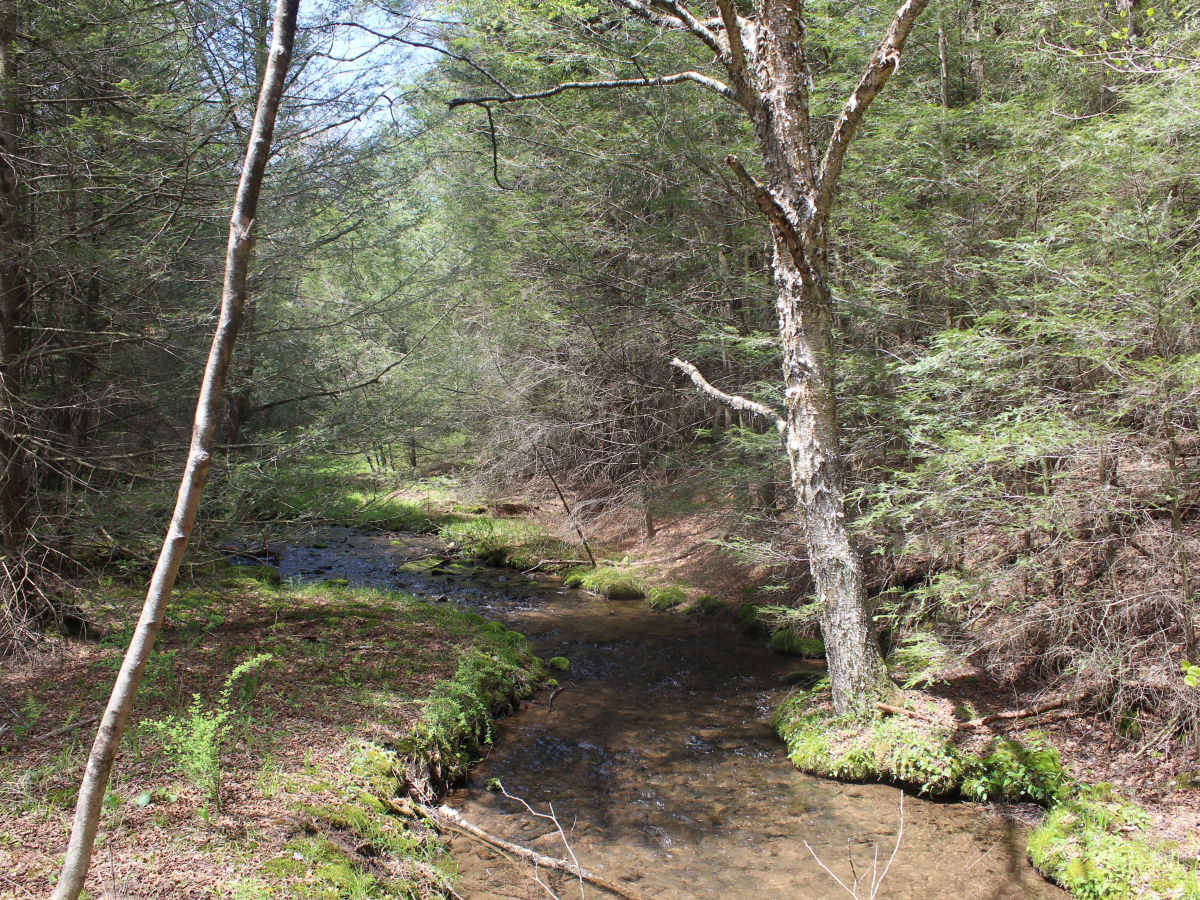 Stillhouse Hollow Trail photo 5