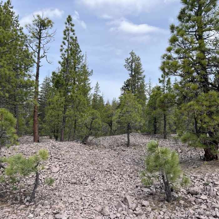 Near Reflection Lake and Lily Pond