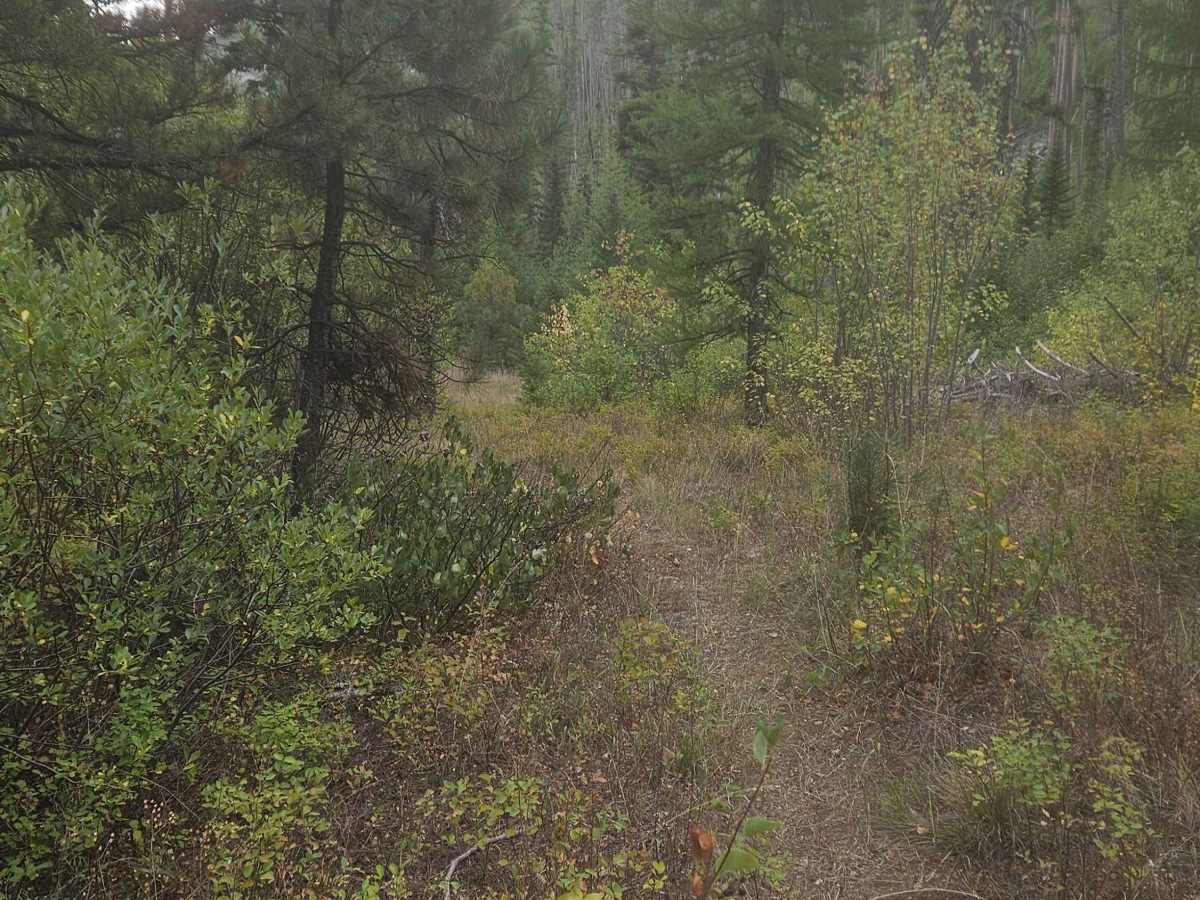 Gash Creek Singletrack photo 4