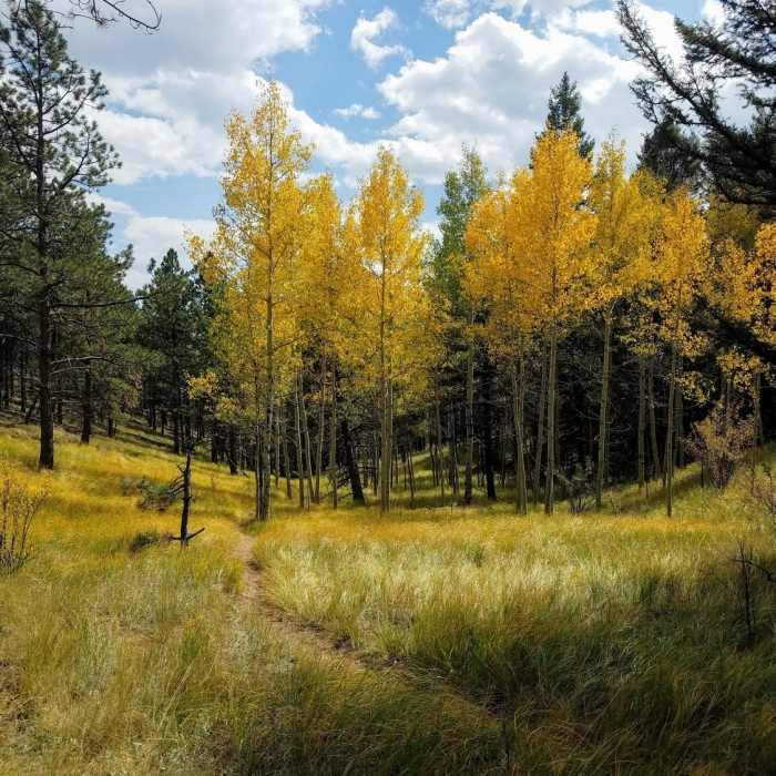 Near Mount Esther Trail #754