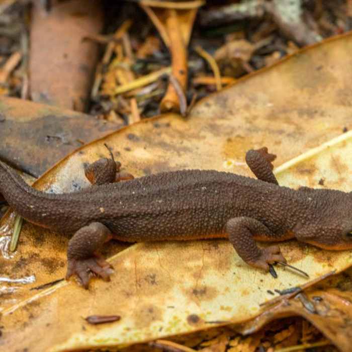Near Eel Lake Trail Hike