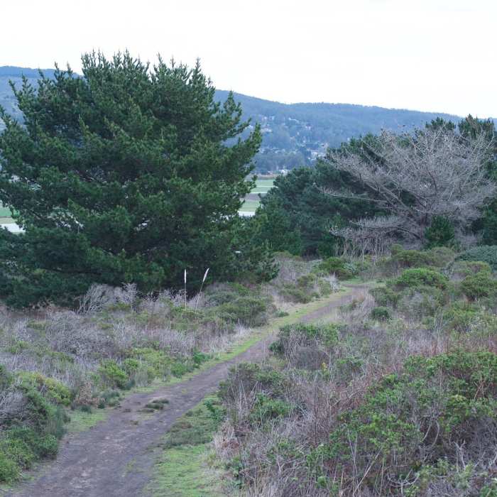 Near Pillar Point Bluff Trail