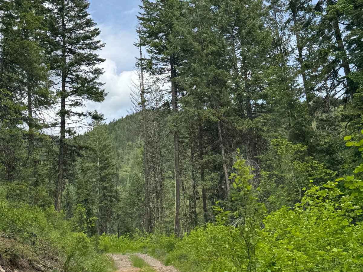 Sullivan Mountain Trail photo 3