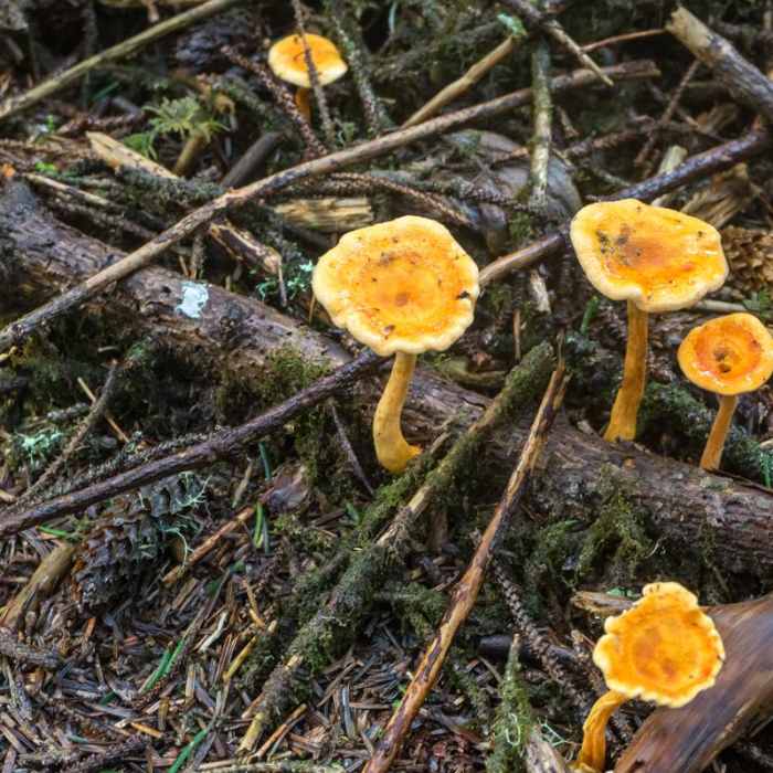 Near Cape Blanco Shore Trail