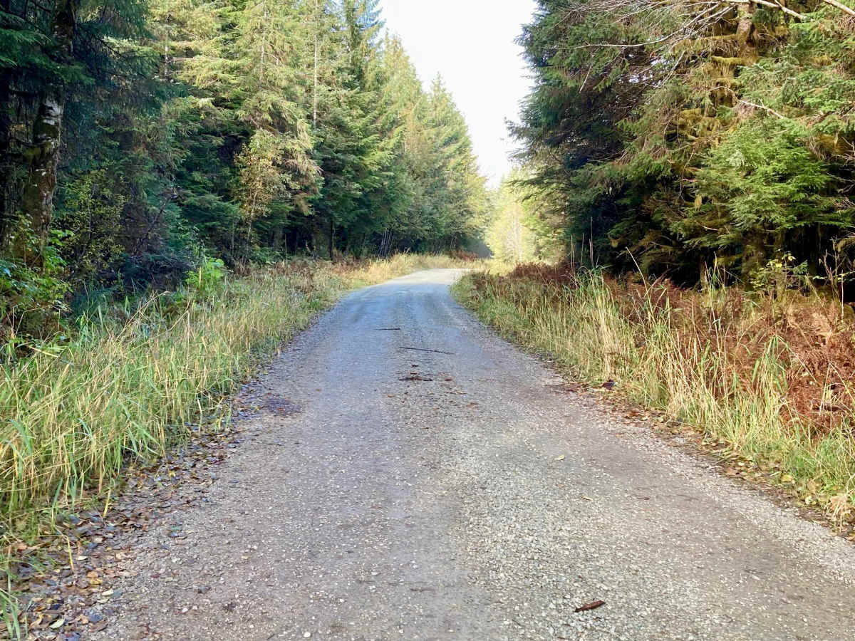 North Thorne River Road - FS 3015000 trail photo