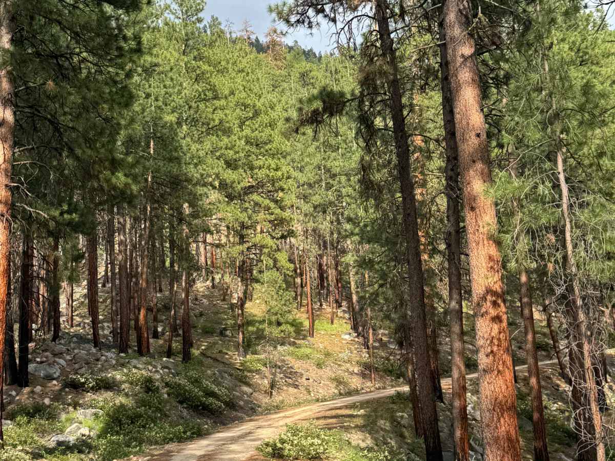 Twenty Mile - FS 5010-700 trail photo