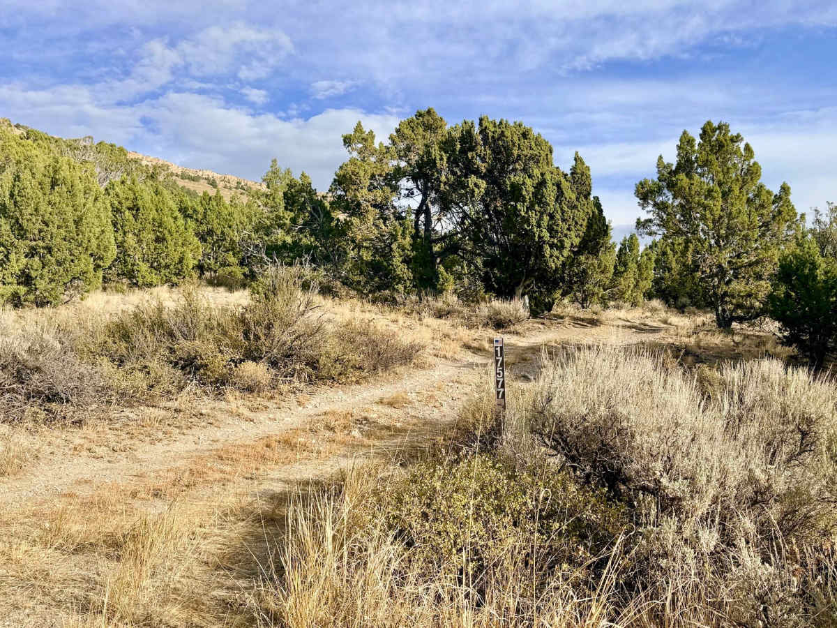 Arizona Spring - FS 17575/577 trail photo
