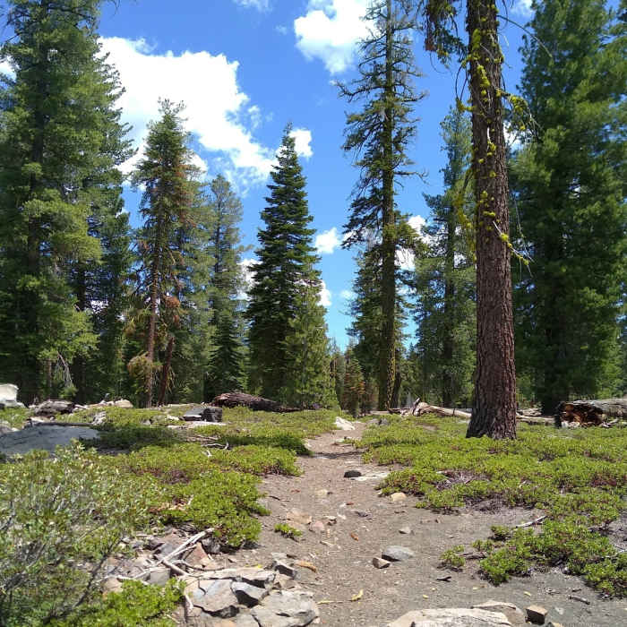 Near Triangle Lake-Caribou Trail