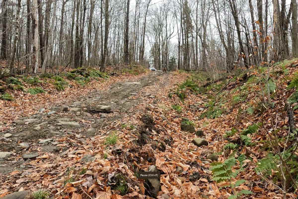 Colby Pond Trail