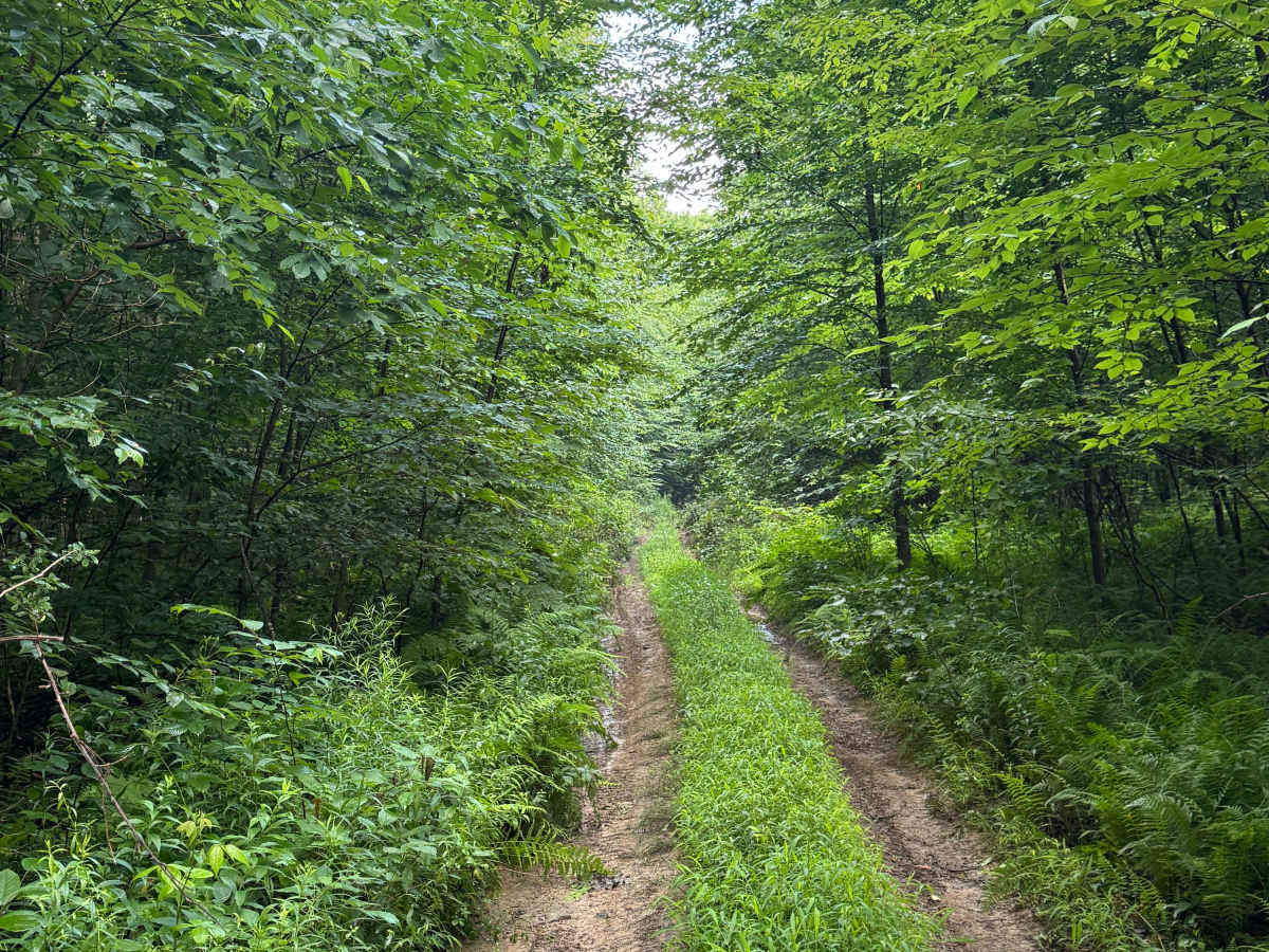 Trail 50 photo 3