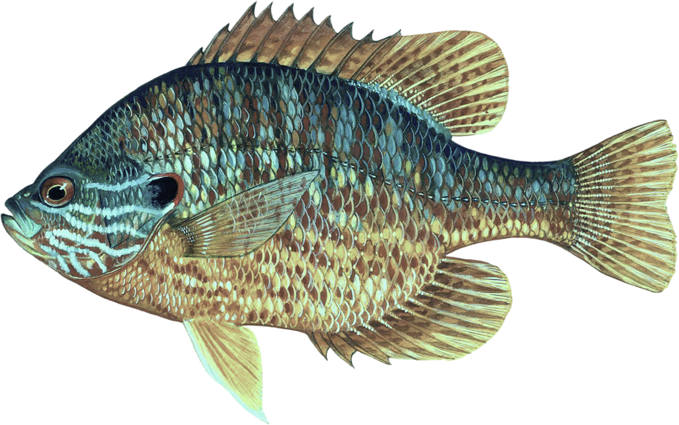 Pumpkinseed