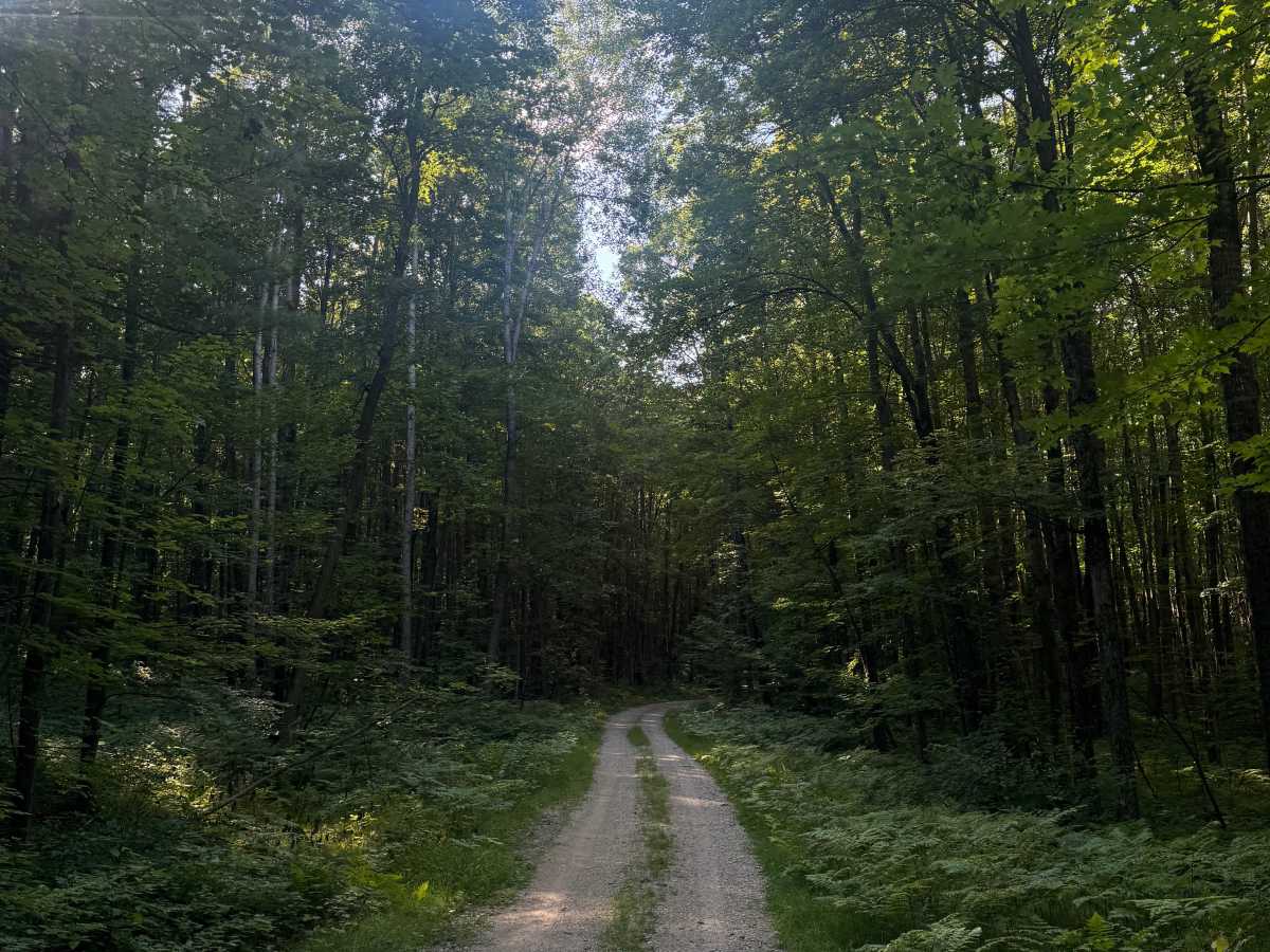 FS 5481 trail photo