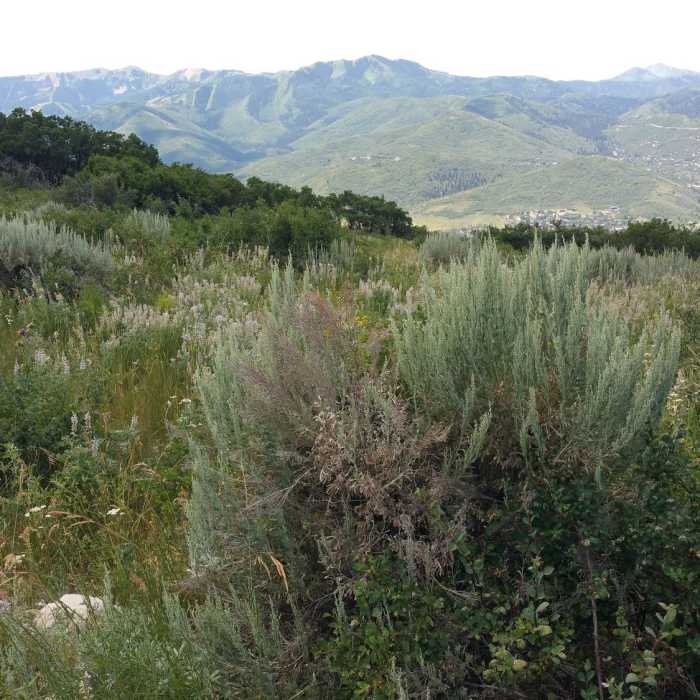 Near Preserve Connector Trail